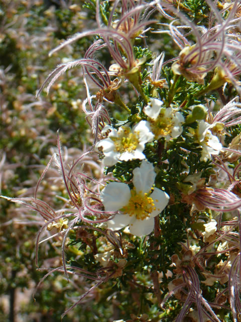 images/Hiking North Rim- Widforss Trail (17).jpg